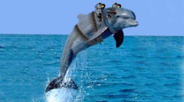 ВМФ России заберет себе крымских боевых дельфинов – российские СМИ