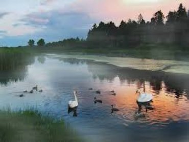 На озеро во Львовской области прилетело рекордное количество лебедей