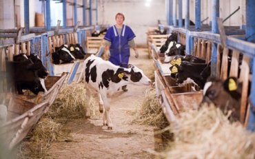 В Украине дают «зелёную улицу» развитию семейных молочных ферм