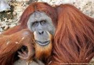 Ученые: орангутаны умеют специально изменять голос