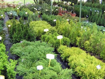 Садовый центр Greensad – огромный выбор товаров для сада