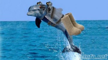 Минобороны России объявило тендер на покупку боевых дельфинов