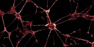 Сети из нейронов вживили в головной мозг