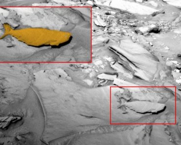 Уфологи: На Марсе обнаружена окаменевшая рыба