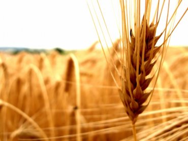 В России создано приложение для смартфона, считающее зерна в колосьях пшеницы