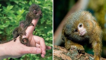 Ученые нашли самых крошечных обезьян на планете