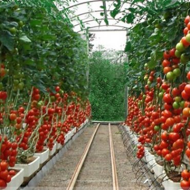 Криптомат: на тепле майнинговои фермы вырастили первый урожай томатов