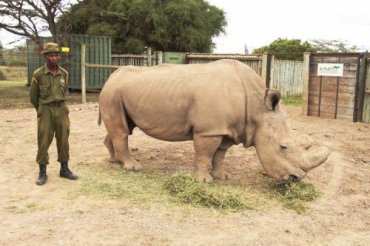 В Судане умер последний в мире белый носорог-самец