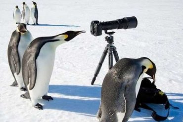 На станцию Украины в Антарктиде напали пингвины