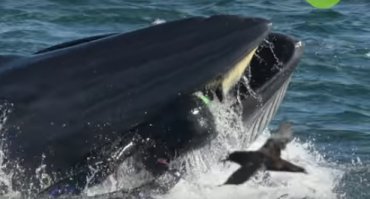 В Атлантическом океане кит проглотил дайвера