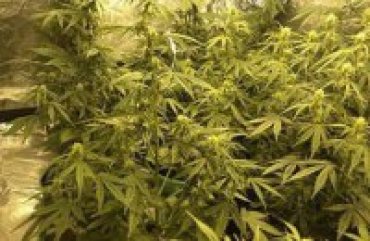 Комитет Рады поддержал петицию о легализации марихуаны