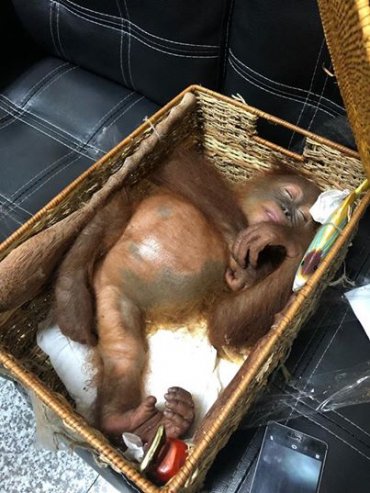 Россиянин попытался вывезти с Бали усыпленного орангутана в корзине