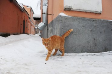Россиянин получил срок за убитого кота
