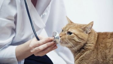 Впервые коронавирусом COVID-19 заболел кот