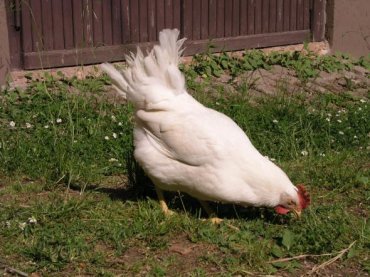 Британские учёные решили вопрос о том, что было первее – яйцо и курица