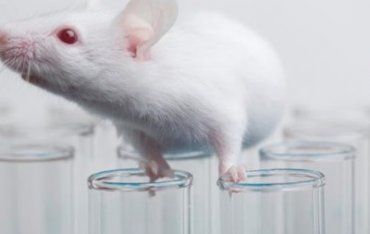 Лекарство от рака вылечило у мышей шизофрению