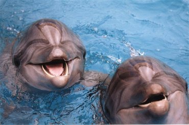 Люди научились разговаривать с дельфинами