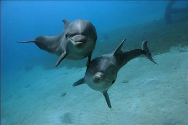США отправляет в Черное море боевых дельфинов