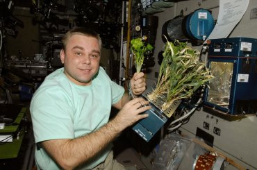 Как выращивают зелень в космосе