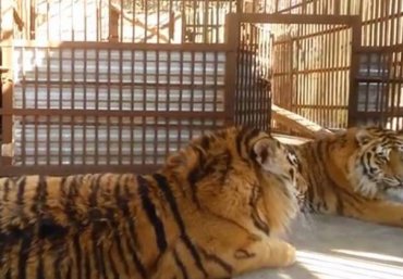 Тигров и медведей из имения Клименко перевозят в частный зоопарк