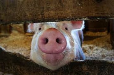 Украина в 16,6 раз сократила импорт свинины