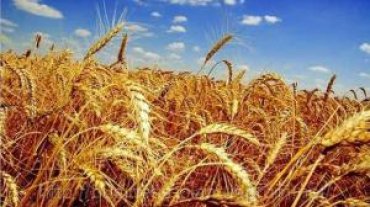 Китай заинтересован в поставках зерна из Украины