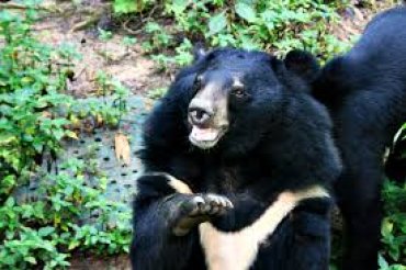 Депутаты Госдумы РФ просят Путина спасти гималайских медведей