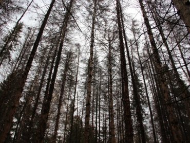 Украина может остаться без лесов