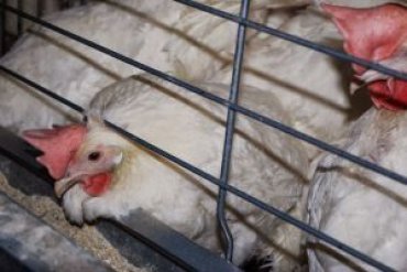 Страны ЕС полностью исчерпали квоты на экспорт мяса птицы в Украину