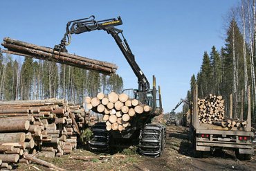 ЕС требует от Украины срочно разрешить вывоз леса