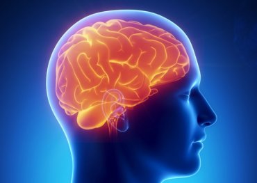 Исследователи сделали прорыв в изучении головного мозга