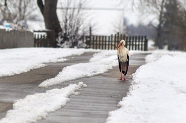 В Белоруссии на Пасху выпал снег