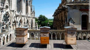 Тысячи пчел, живущих на крыше Нотр-Дама, пережили пожар