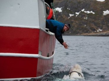 Норвежские рыбаки обнаружили кита с камерой и надписью «оборудование Санкт-Петербурга»