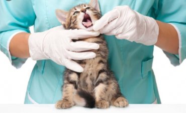Ученые выяснили, что кошки могут заразиться коронавирусом