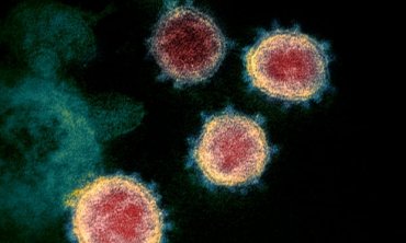 Ученые поняли, почему коронавирус оказался таким заразным