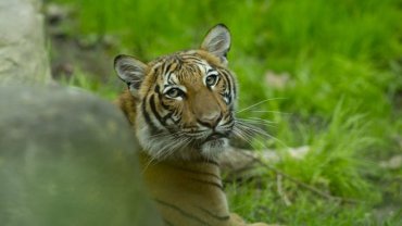 В американском зоопарке тигрица заразилась коронавирусом