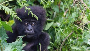 В Африке диким гориллам устроили карантин на время эпидемии коронавируса