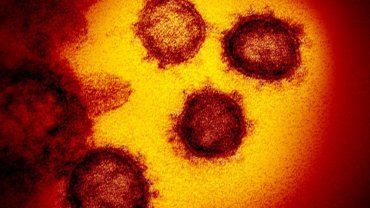 В США нашли лекарство от коронавируса