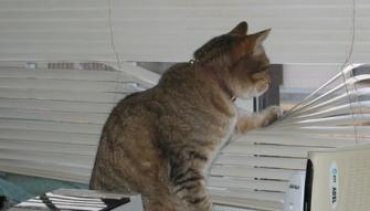 Троянский кот: как в ЦРУ попытались из кошки сделать киборга-шпиона