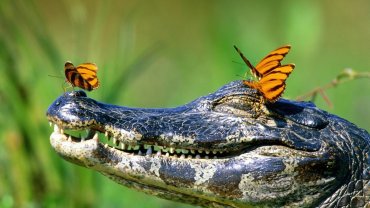 Почему крокодилы плачут – ученые объясняют