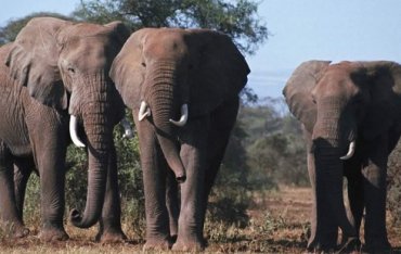 Слоны умеют определять возраст, пол и язык человека по его голосу
