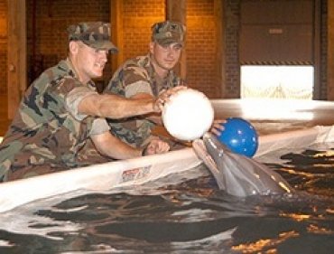 Американцы начнут проводить учения в Чёрном море с боевыми дельфинами