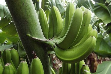 В Японии продают бананы с серийным номером