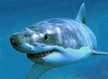 Ученым впервые удалось повторить структуру акульей кожи
