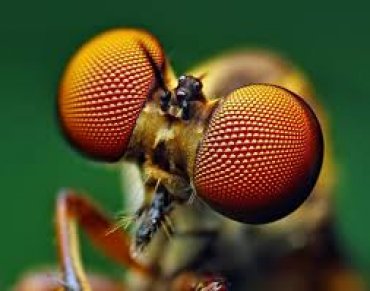 Ученые обнаружили у насекомых признаки интеллекта