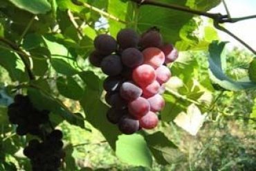 Украина потеряет виноградники?