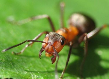 Биологи: муравьи передвигаются в соответствии с законами математики