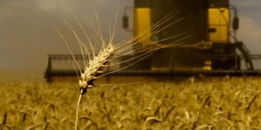 Госстат: Запасы зерна в Украине на 42% выше прошлогодних