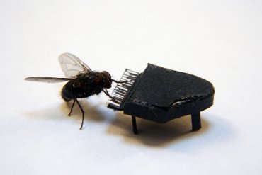 Ученые доказали, что мухи способны испытывать страх и другие эмоции